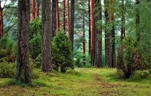 Trees 