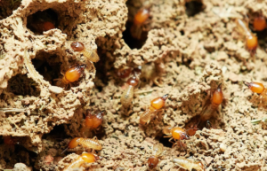 termites